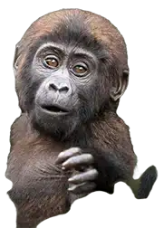 AI Baby Gorilla schema connectivity checker